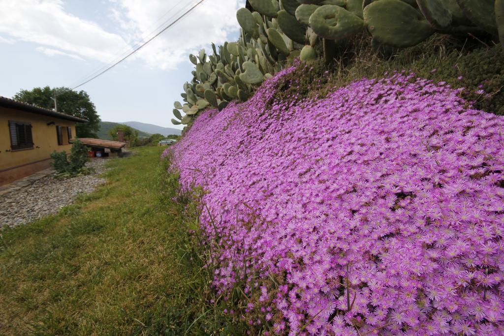 Agriturismo Cupido مونتيانو الغرفة الصورة